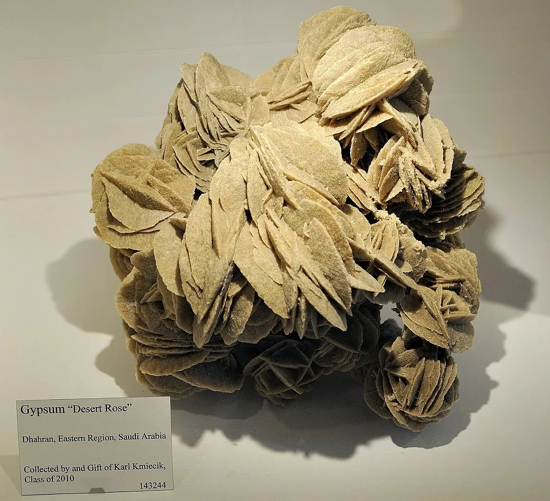 Harvard Museum of Natural History