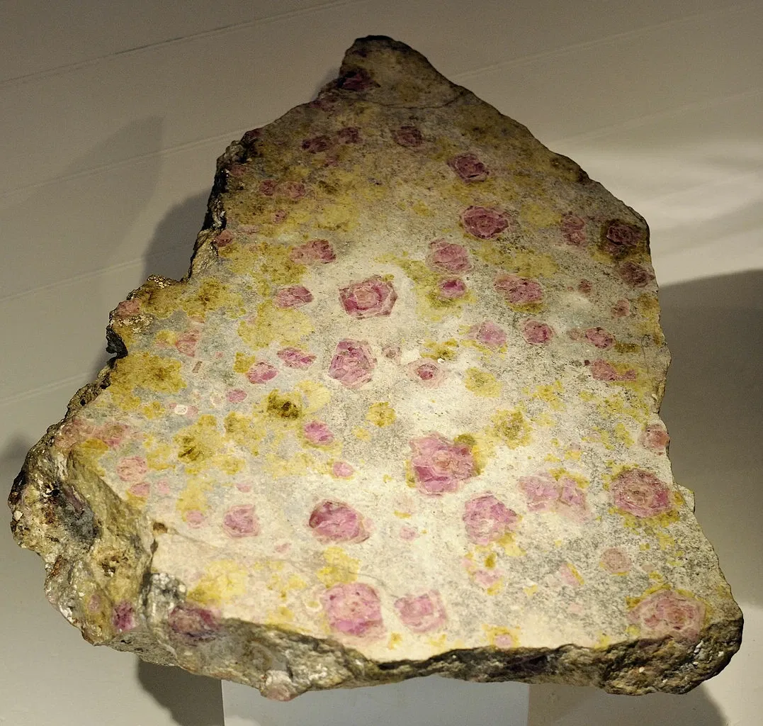 Museo de Historia Natural de Harvard