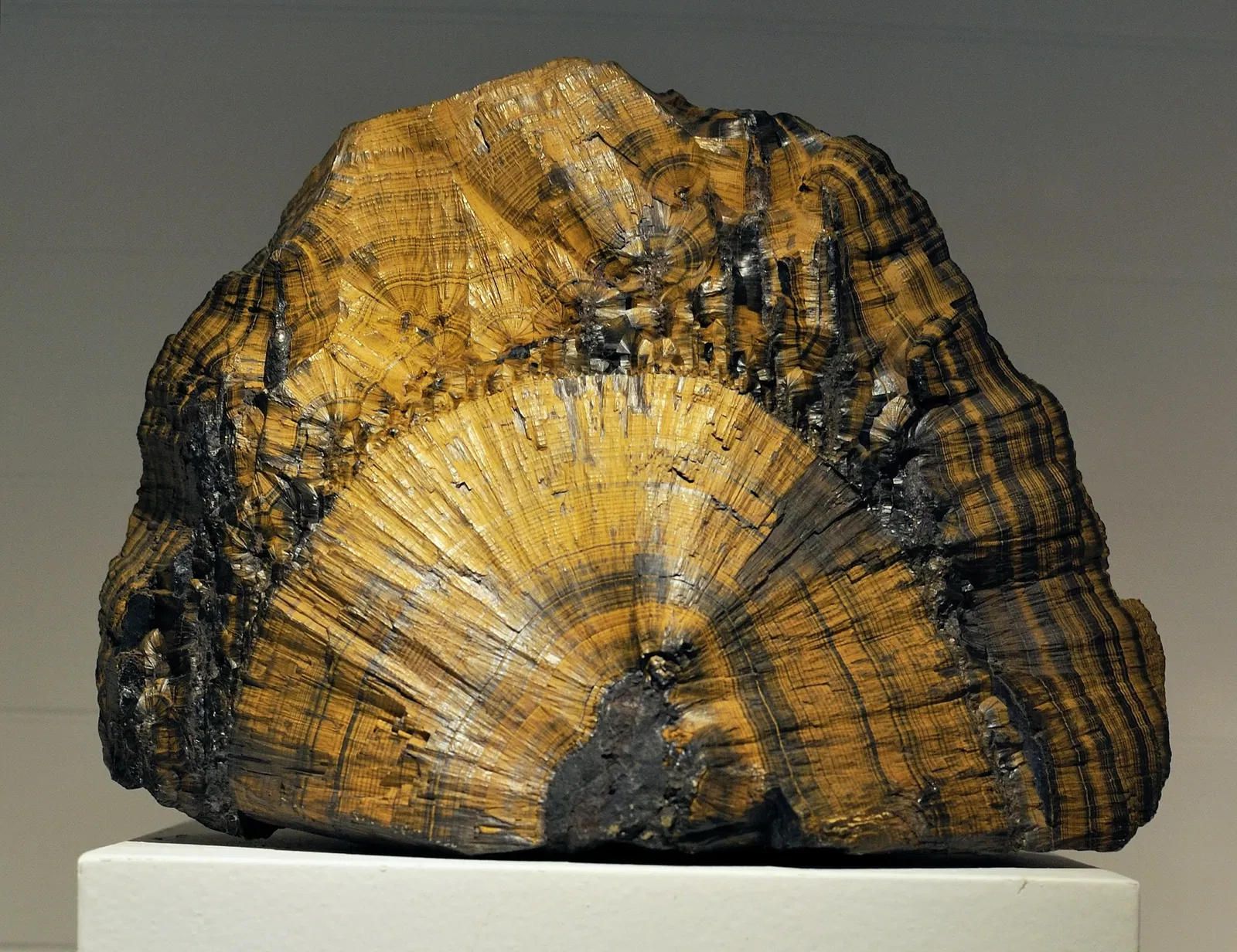 Harvard Museum of Natural History