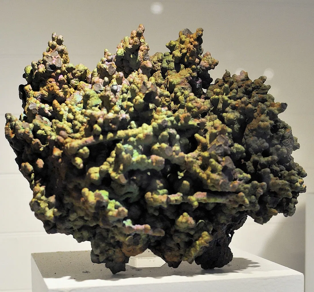 Harvard Museum of Natural History