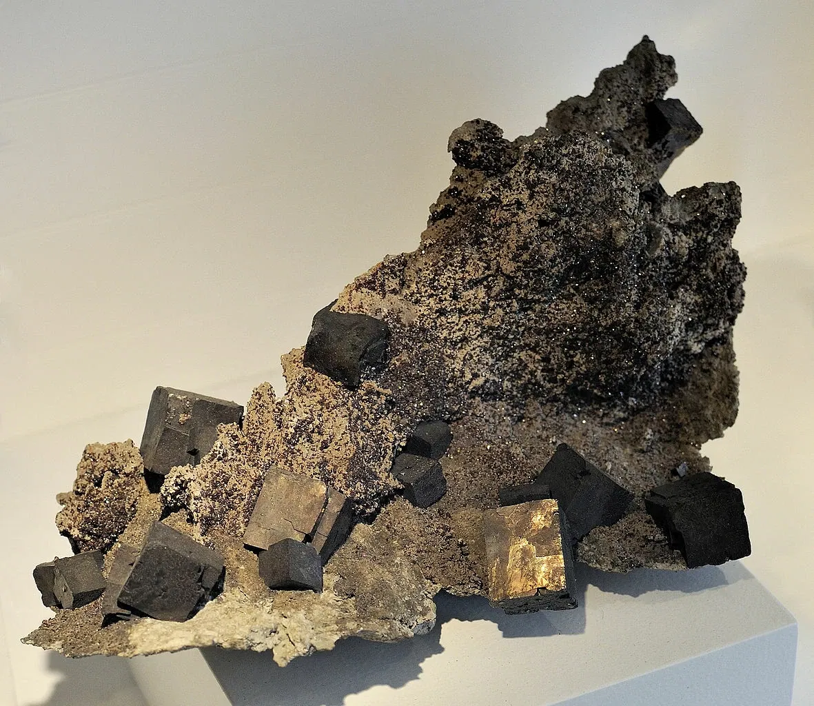 Harvard Museum of Natural History