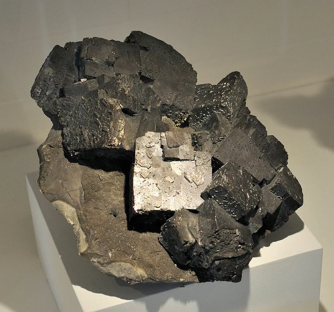 Harvard Museum of Natural History