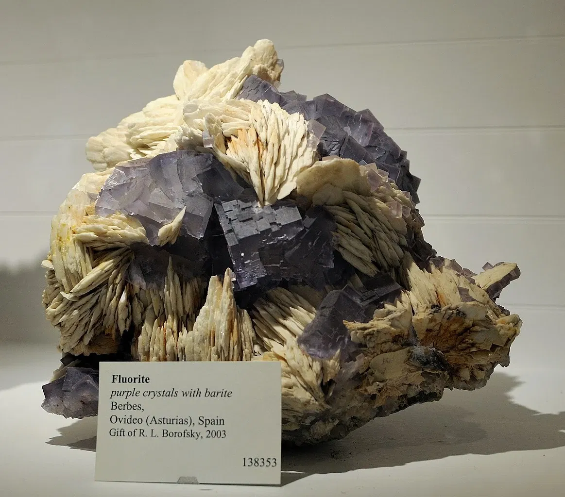 Harvard Museum of Natural History