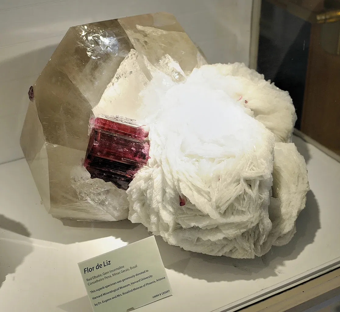 Harvard Museum of Natural History