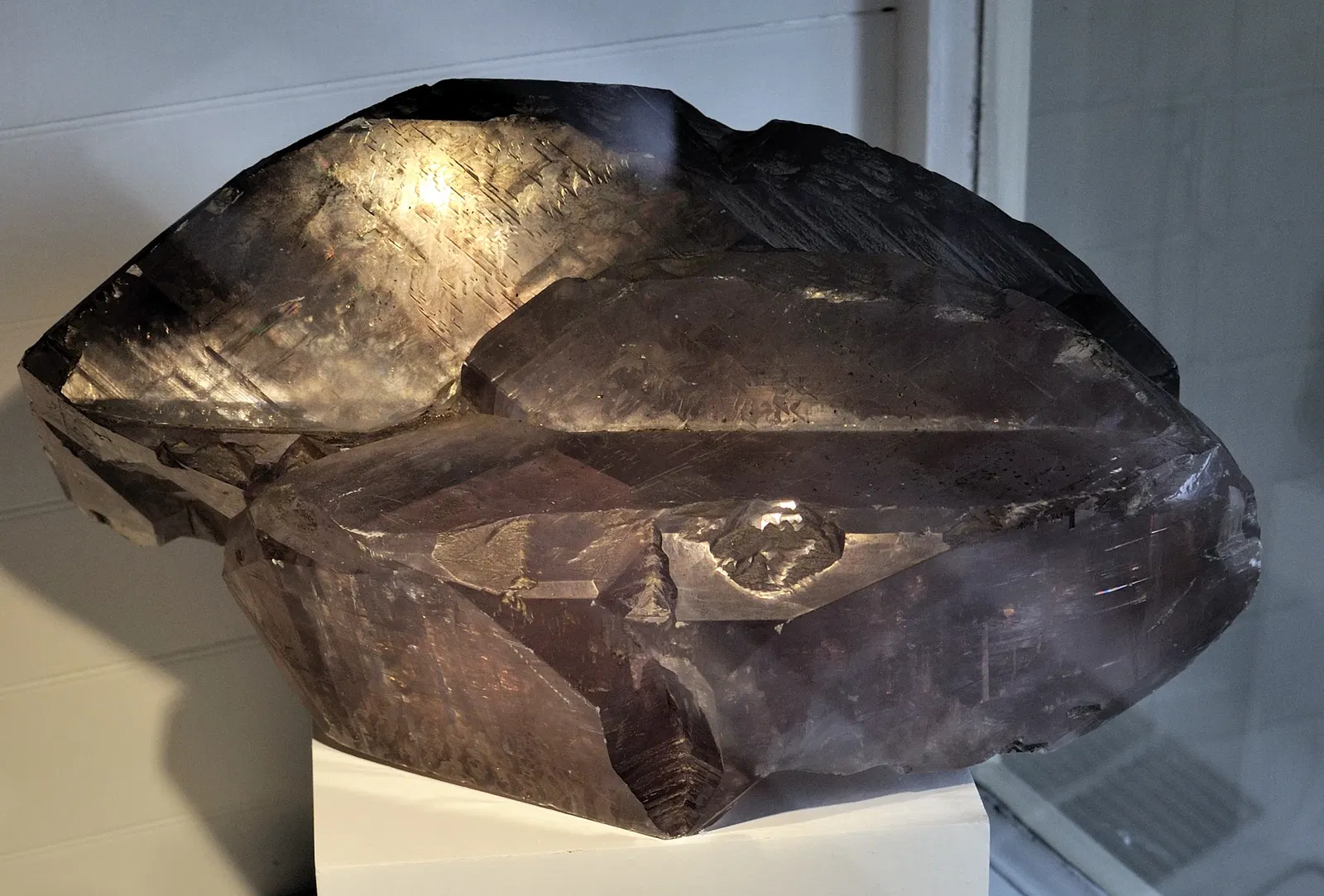 Harvard Museum of Natural History