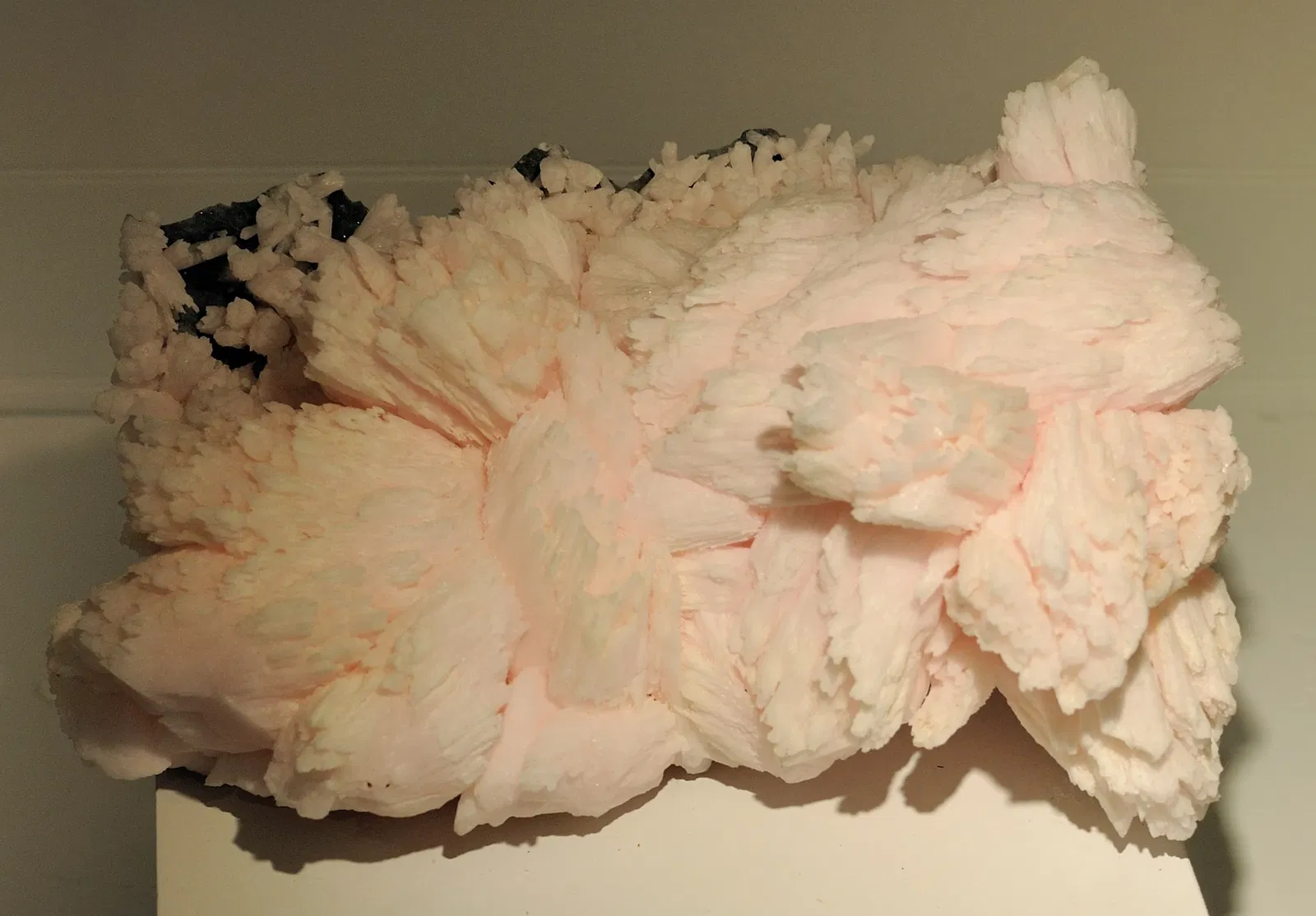 Museo de Historia Natural de Harvard