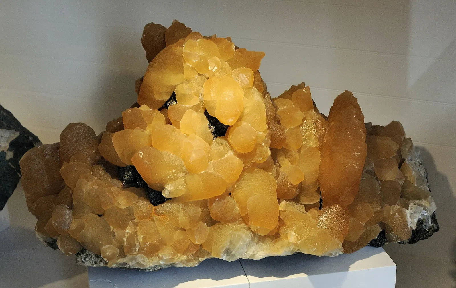 Harvard Museum of Natural History