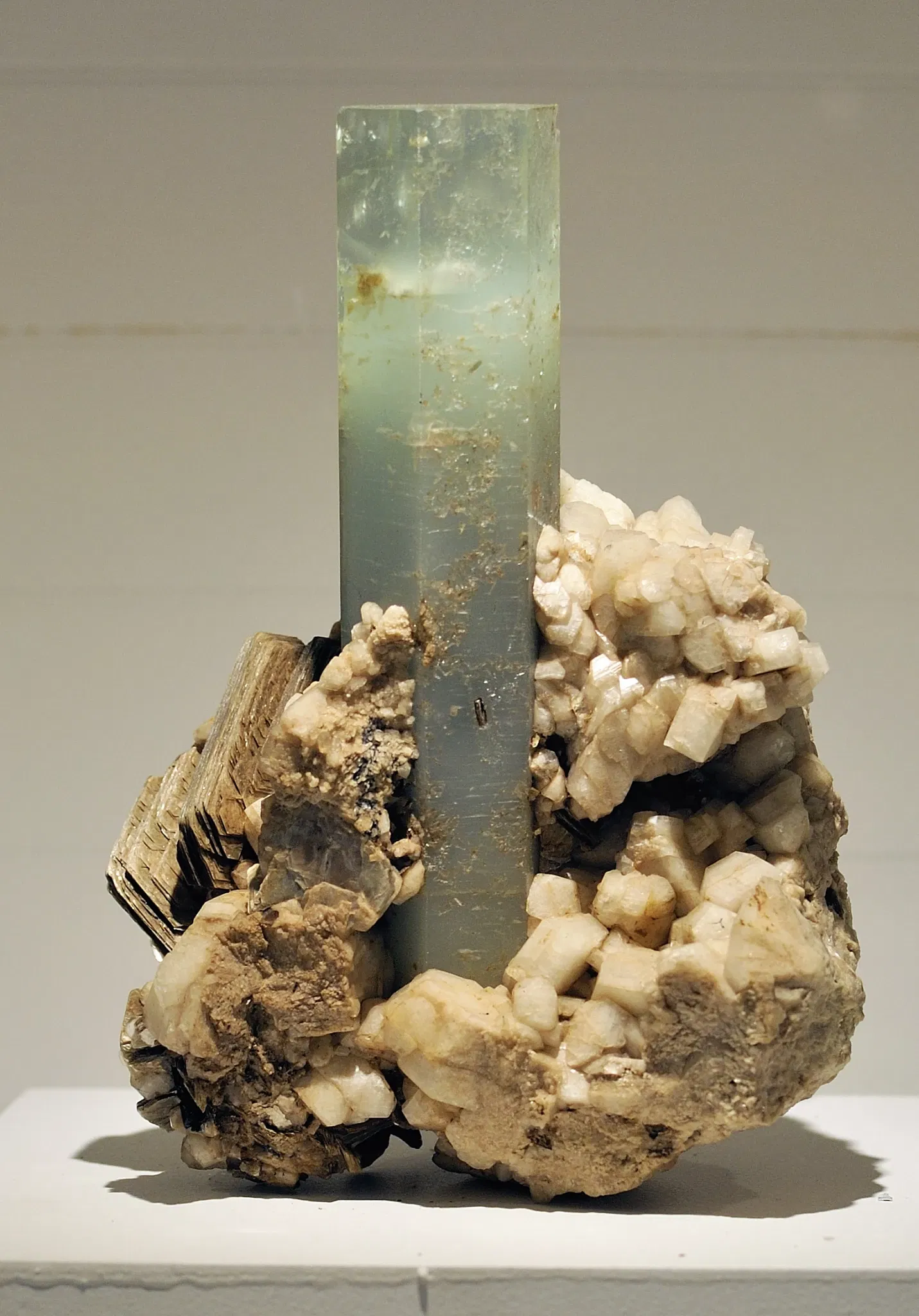 Harvard Museum of Natural History