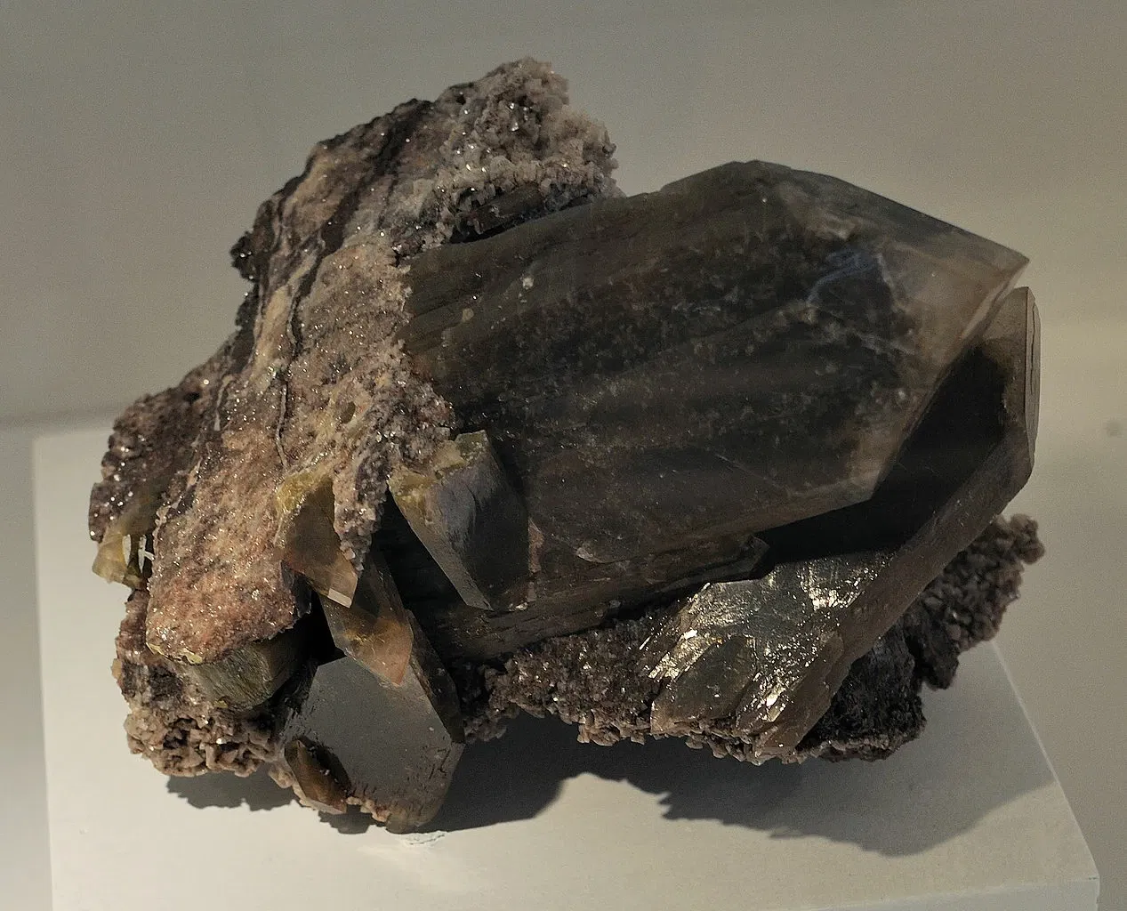 Harvard Museum of Natural History