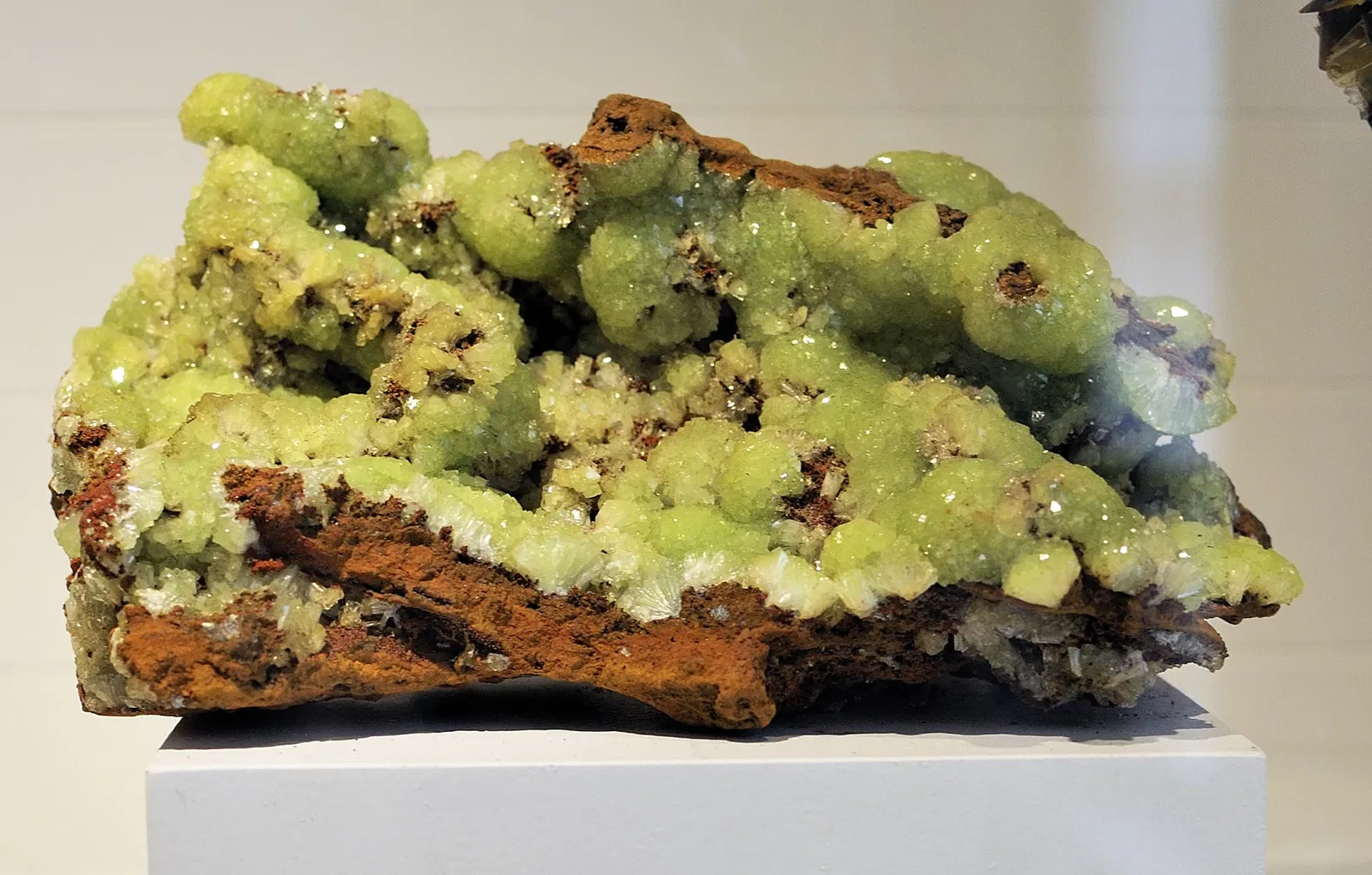 Harvard Museum of Natural History