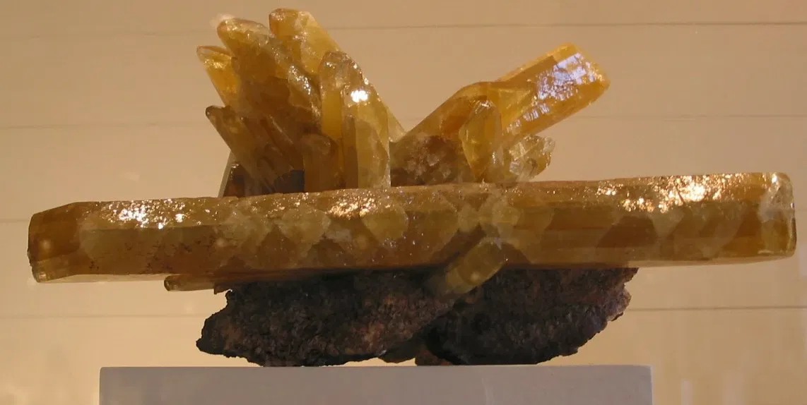 Harvard Museum of Natural History