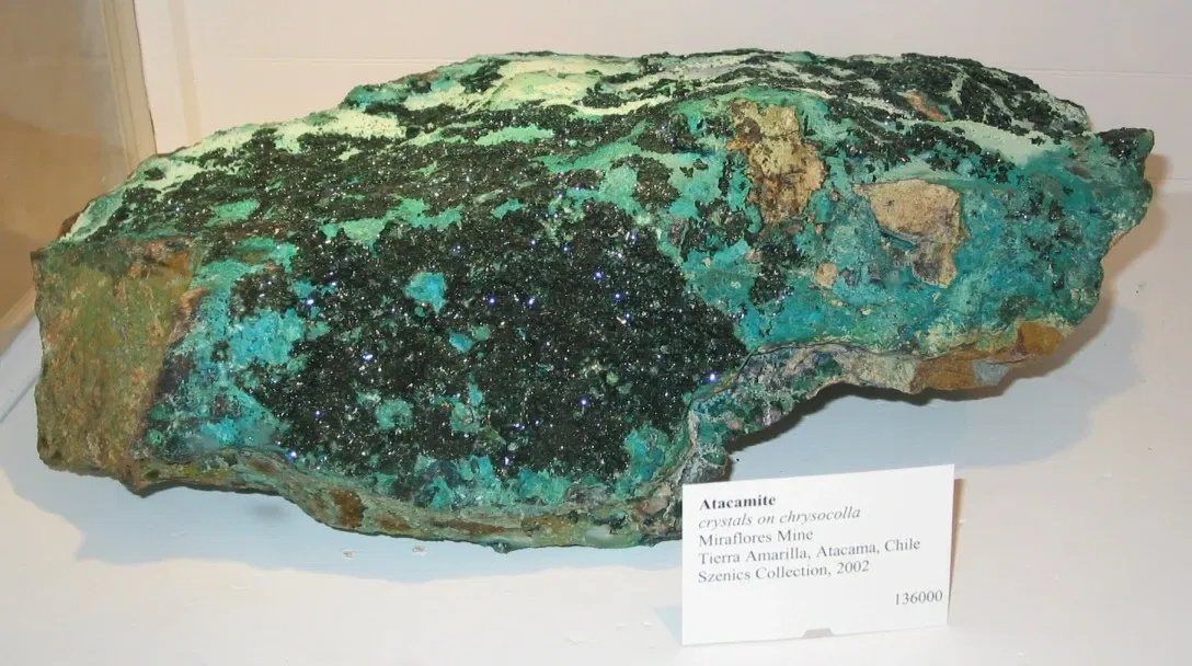 Museo de Historia Natural de Harvard