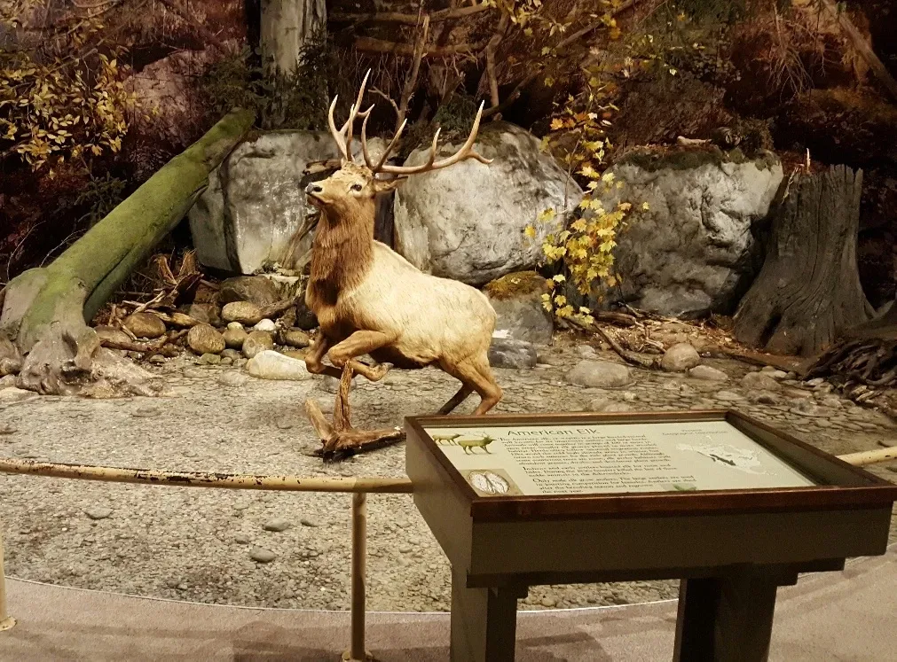 New York State Museum