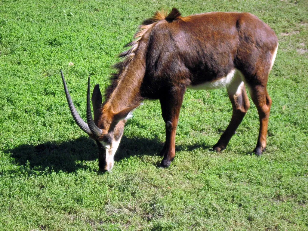 Omaha’s Henry Doorly Zoo