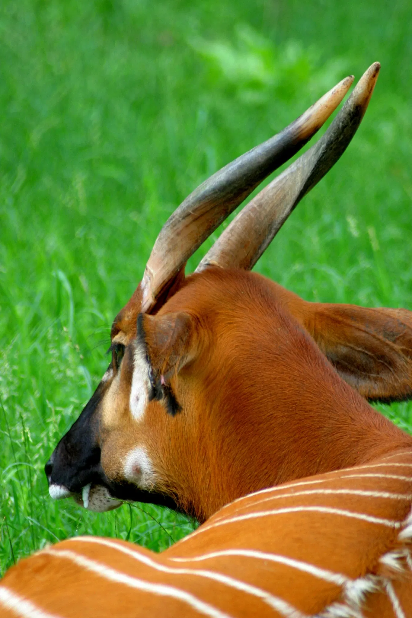 Henry Doorly Zoo and Aquarium