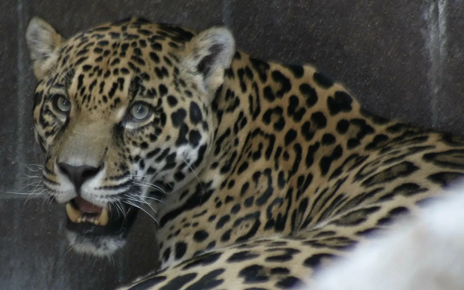Omaha’s Henry Doorly Zoo