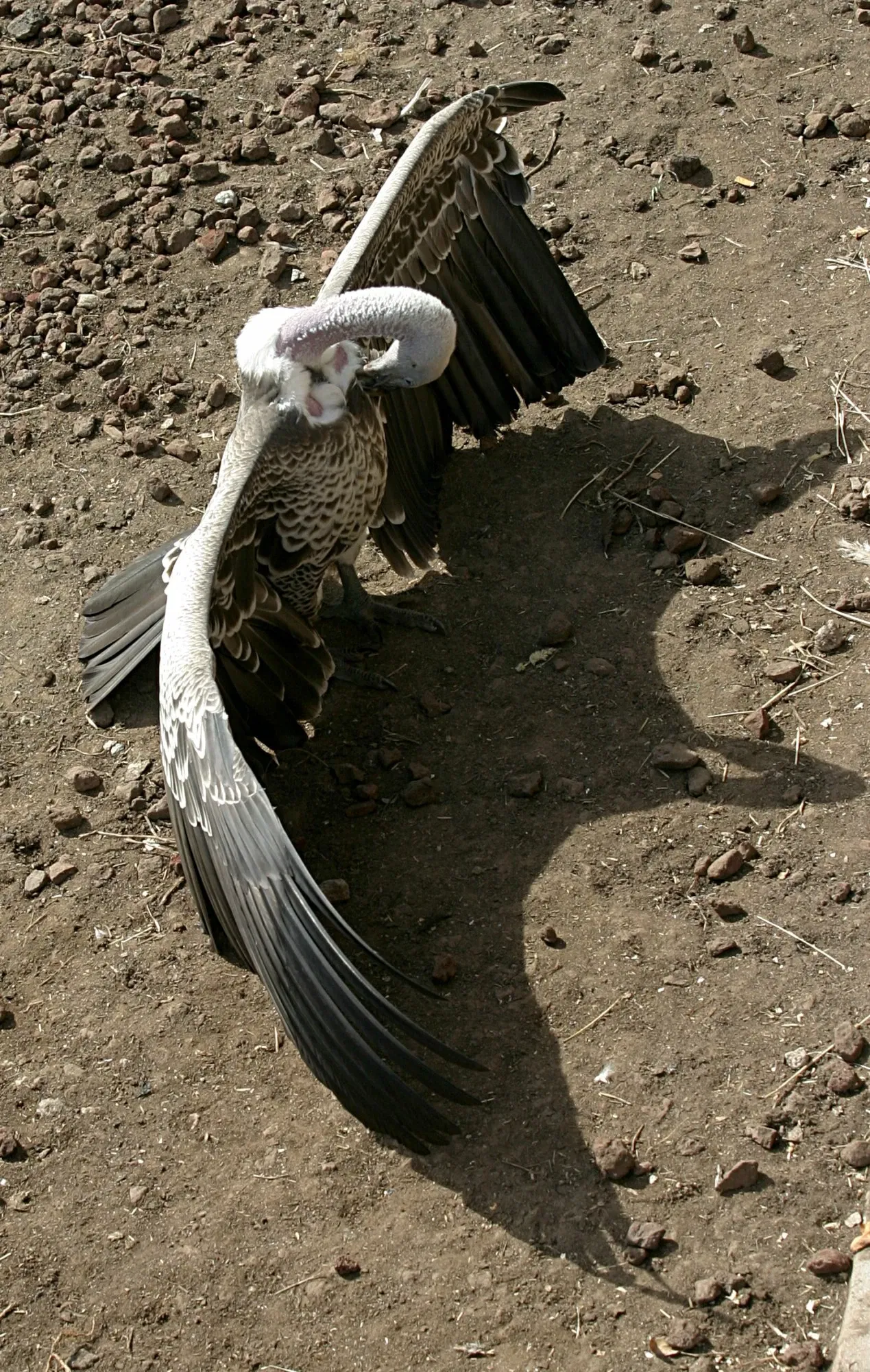 Omaha’s Henry Doorly Zoo