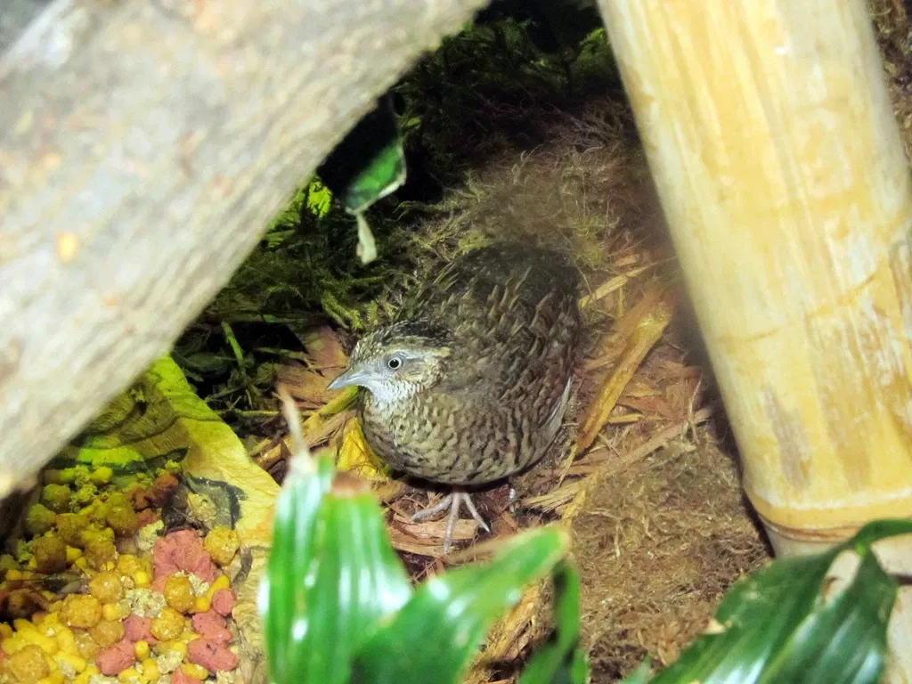 Omaha’s Henry Doorly Zoo