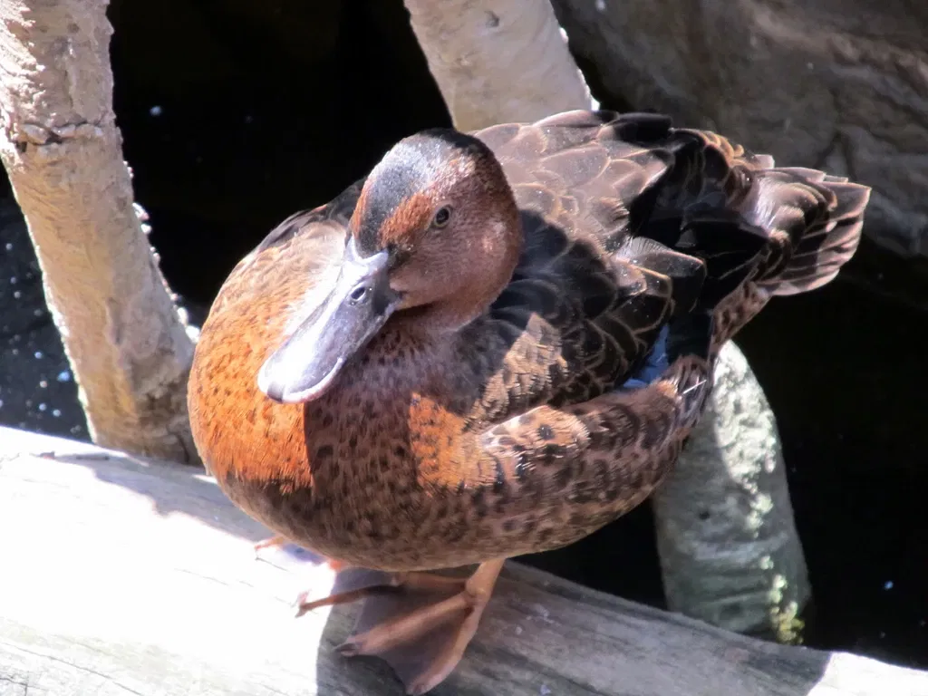 Omaha’s Henry Doorly Zoo