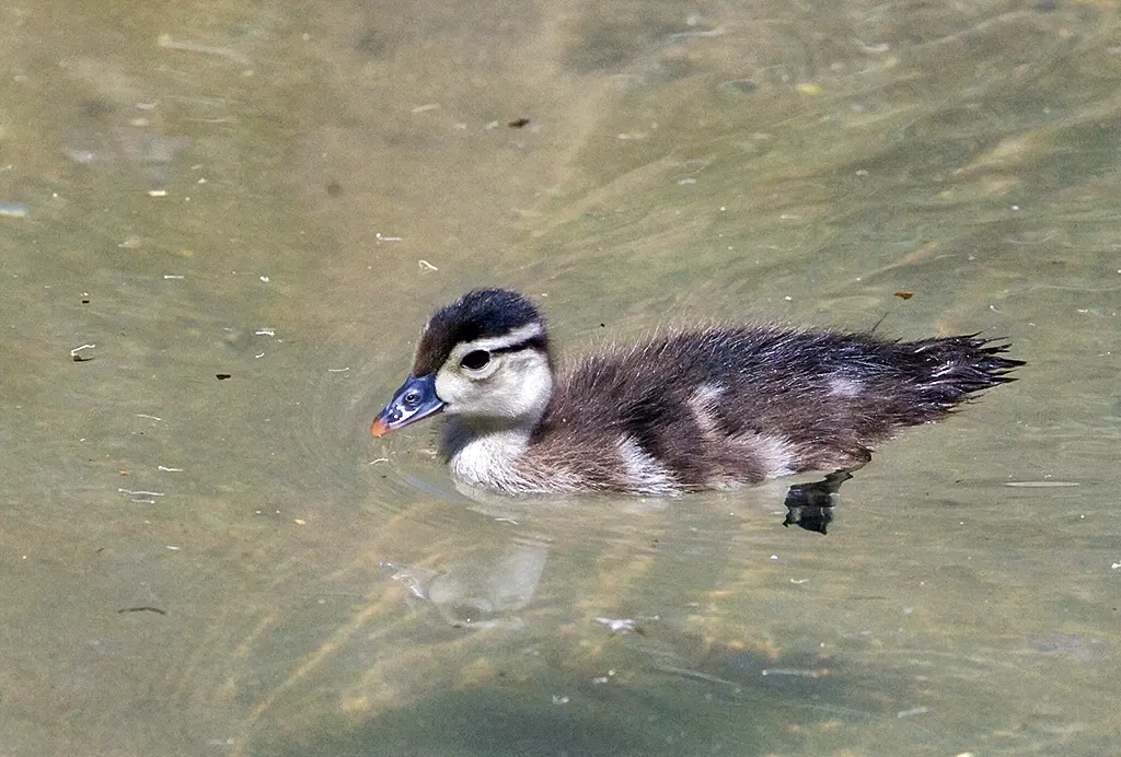 Dierentuin van Fresno