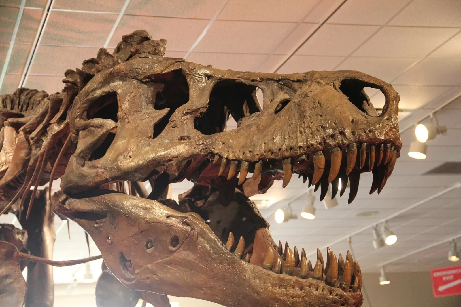 RMSC (Rochester Museum & Science Center)