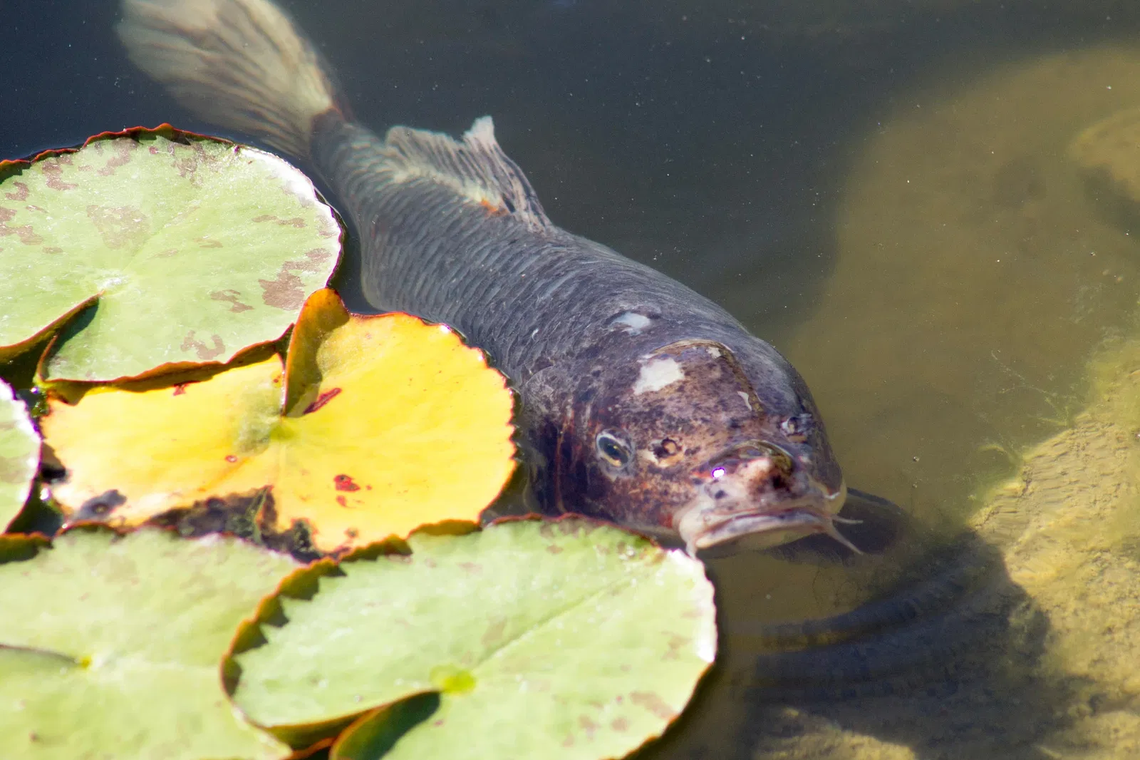 Zoológico de Santa Bárbara