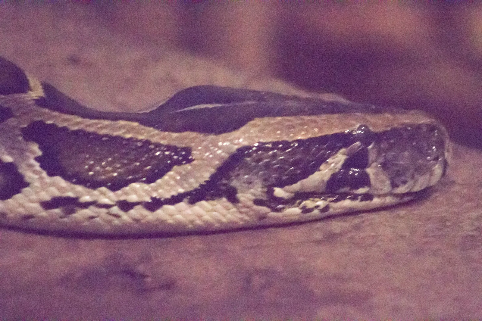 Zoológico de Santa Bárbara