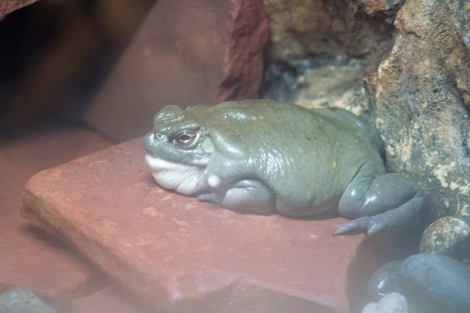 Zoológico de Santa Bárbara