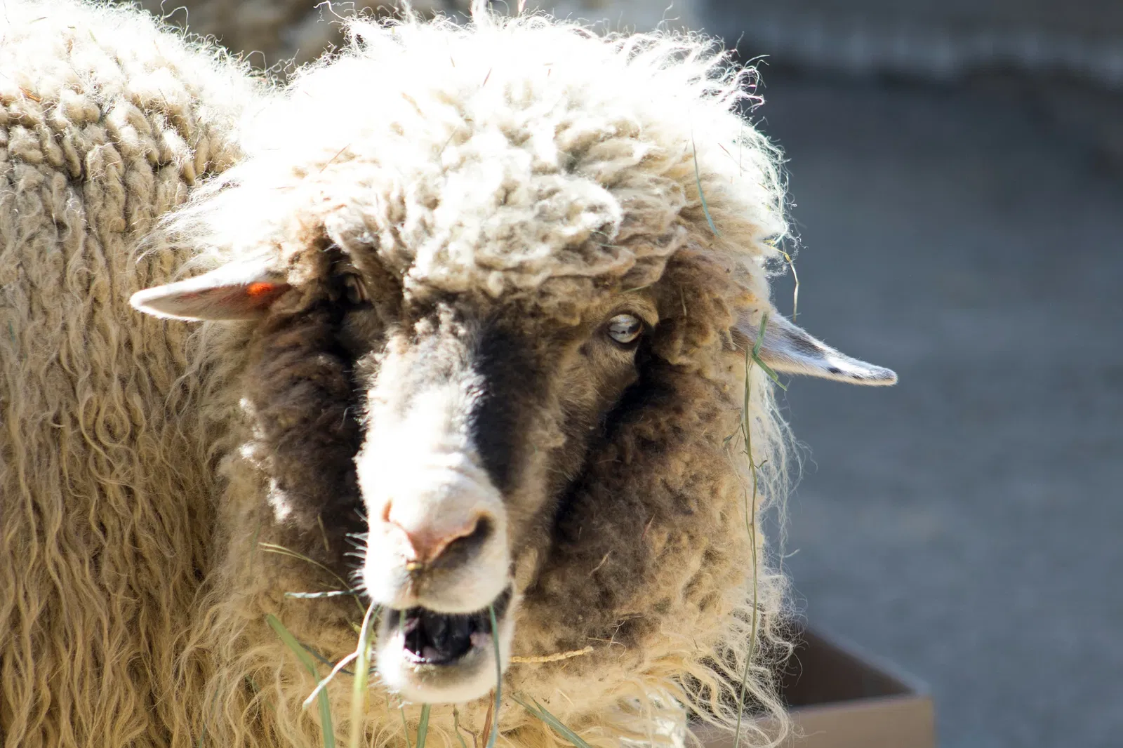 Zoológico de Santa Bárbara