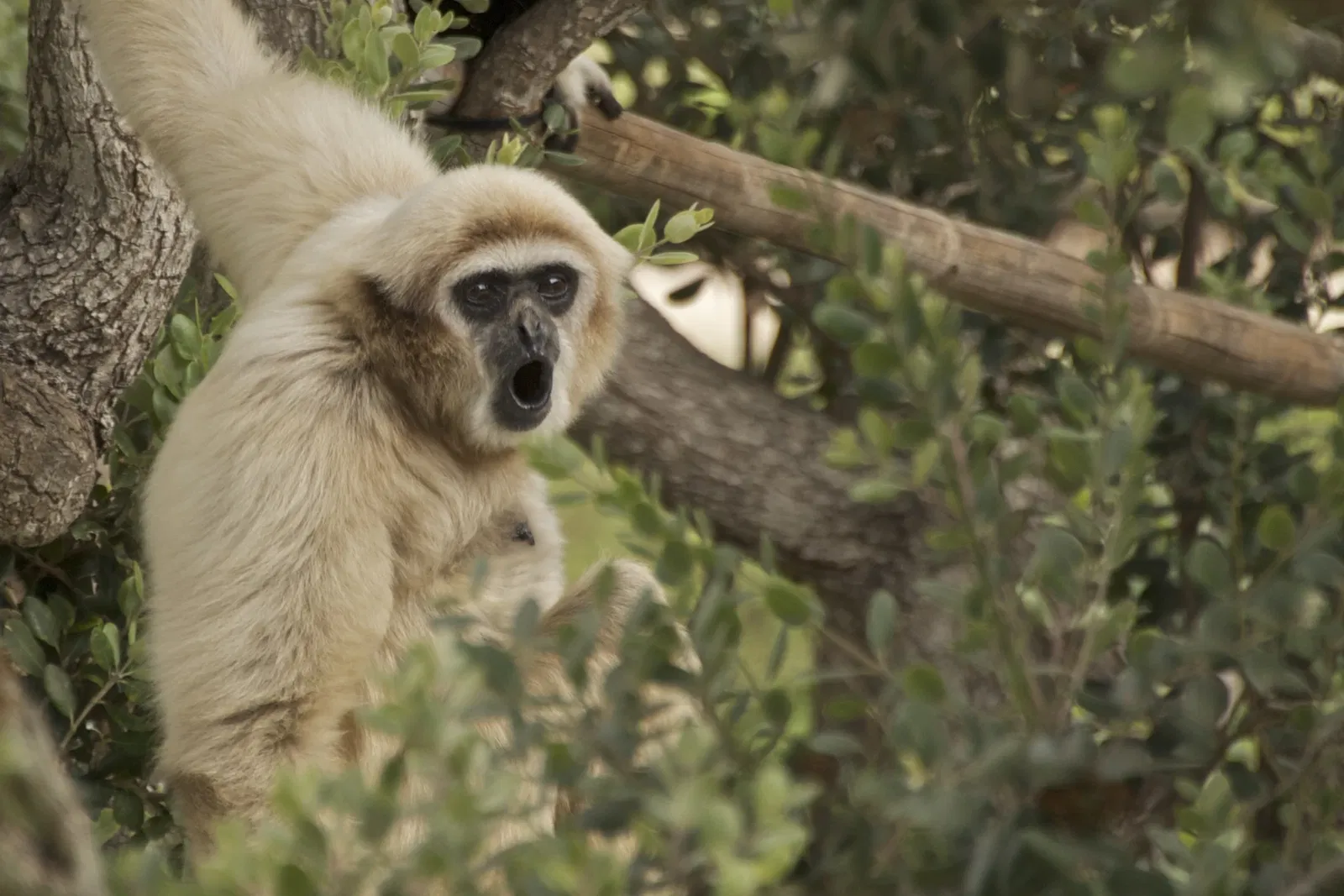 Zoológico de Santa Bárbara