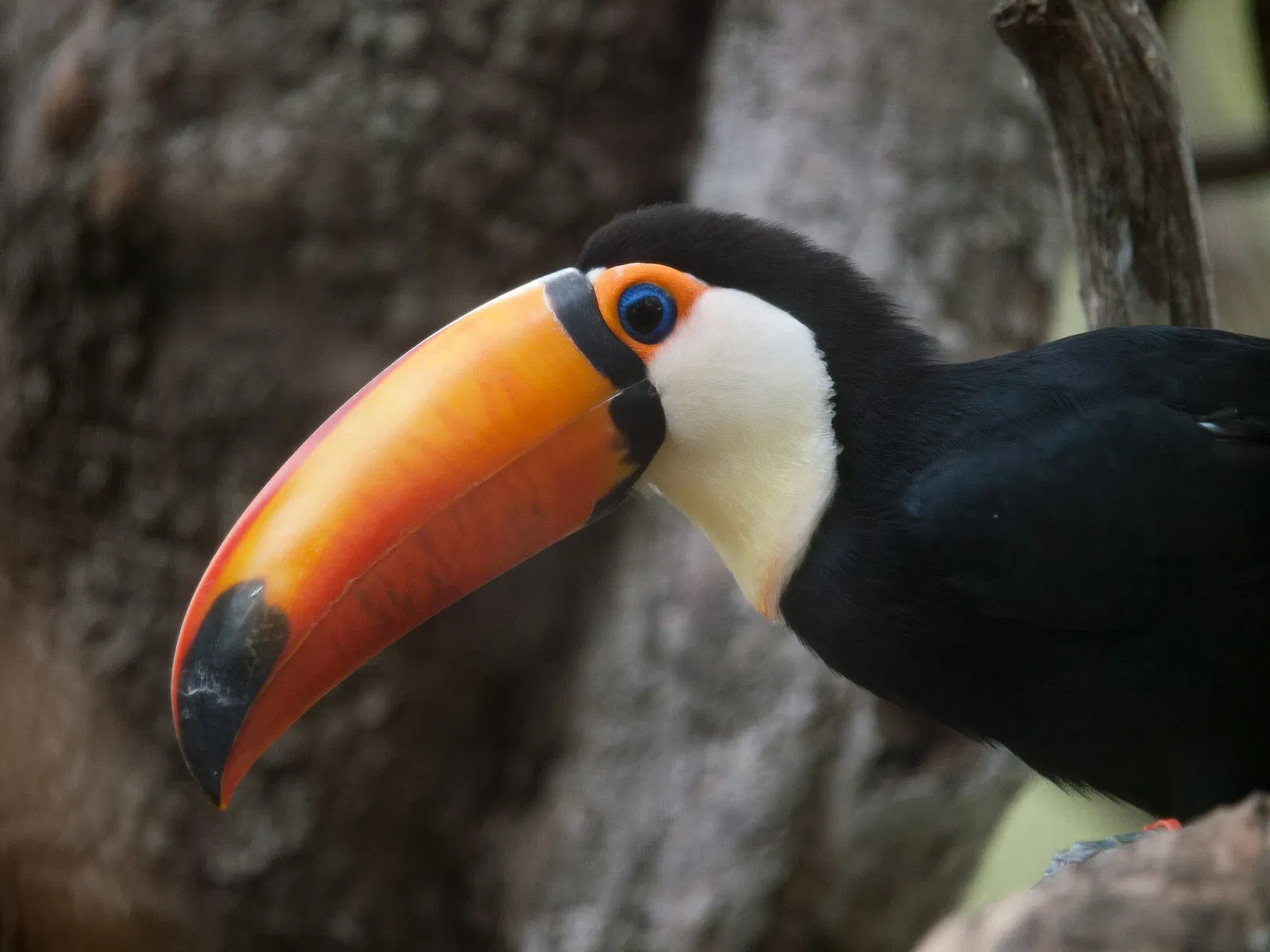 Zoológico de Santa Bárbara