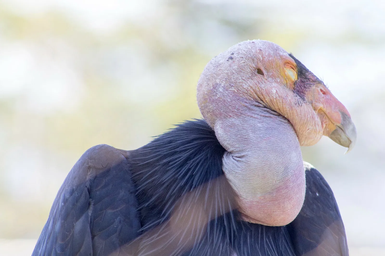Zoológico de Santa Bárbara