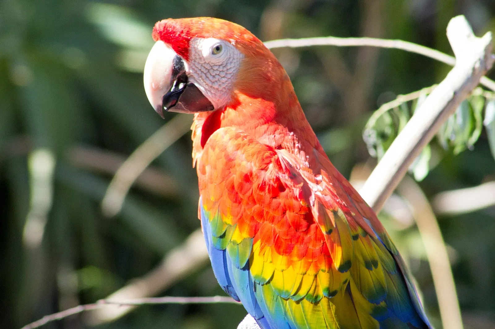 Zoológico de Santa Bárbara