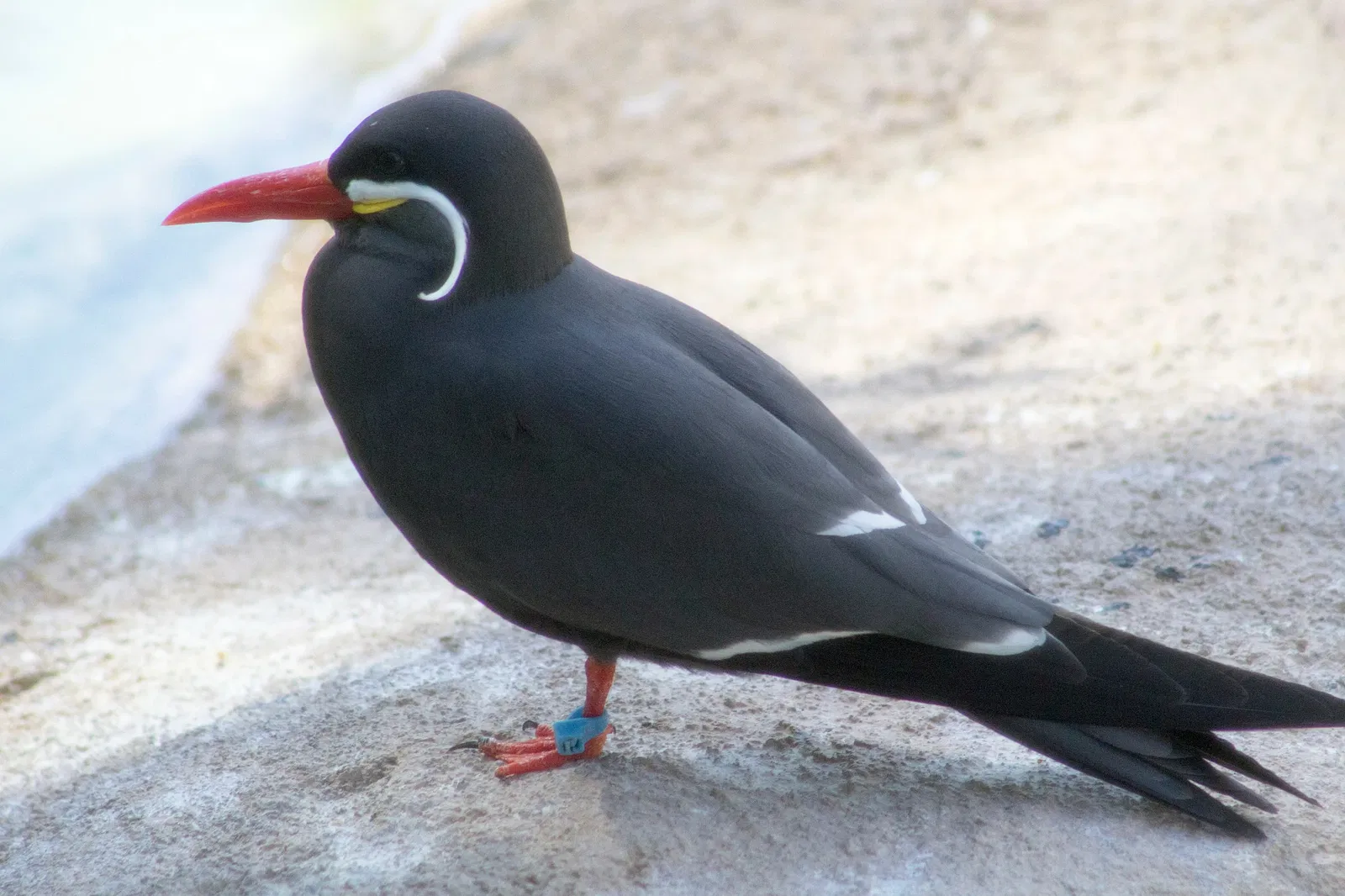 Zoológico de Santa Bárbara
