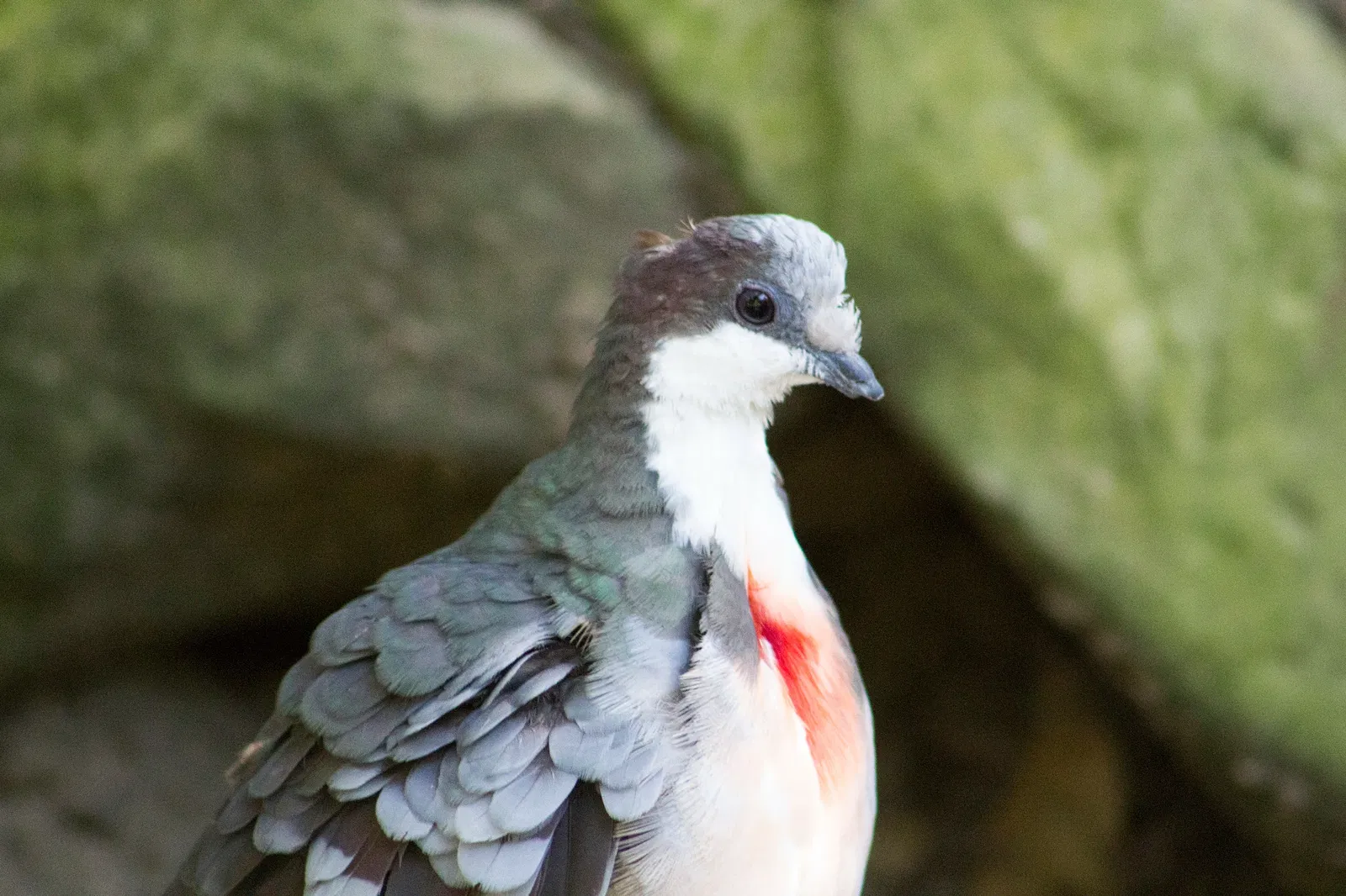 Zoológico de Santa Bárbara
