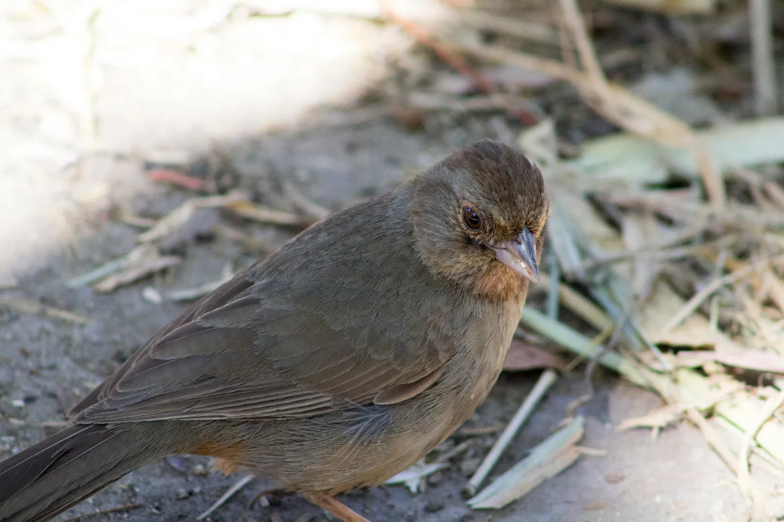 Zoológico de Santa Bárbara
