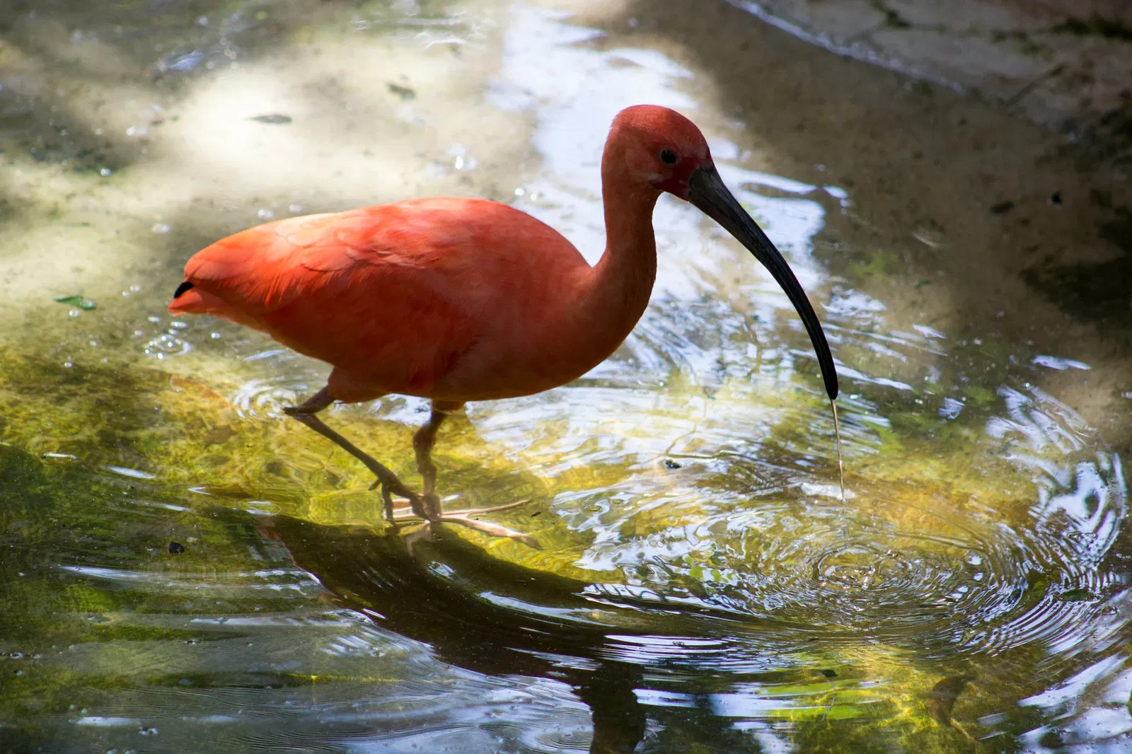 Zoológico de Santa Bárbara