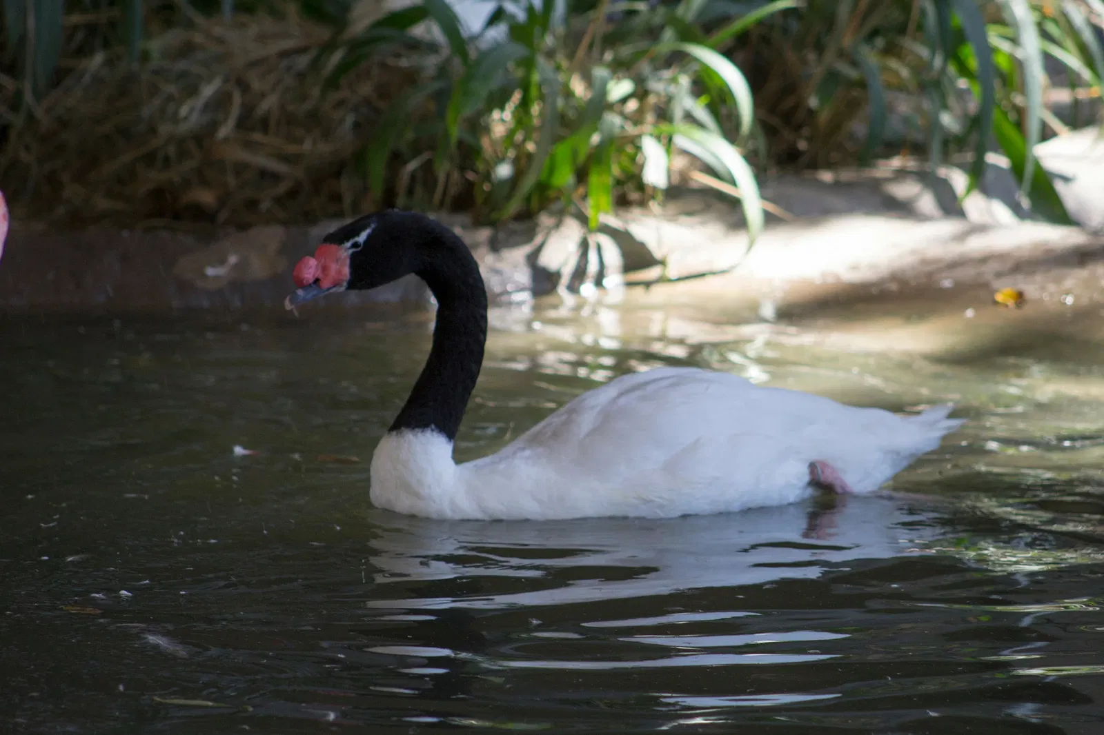 Zoológico de Santa Bárbara