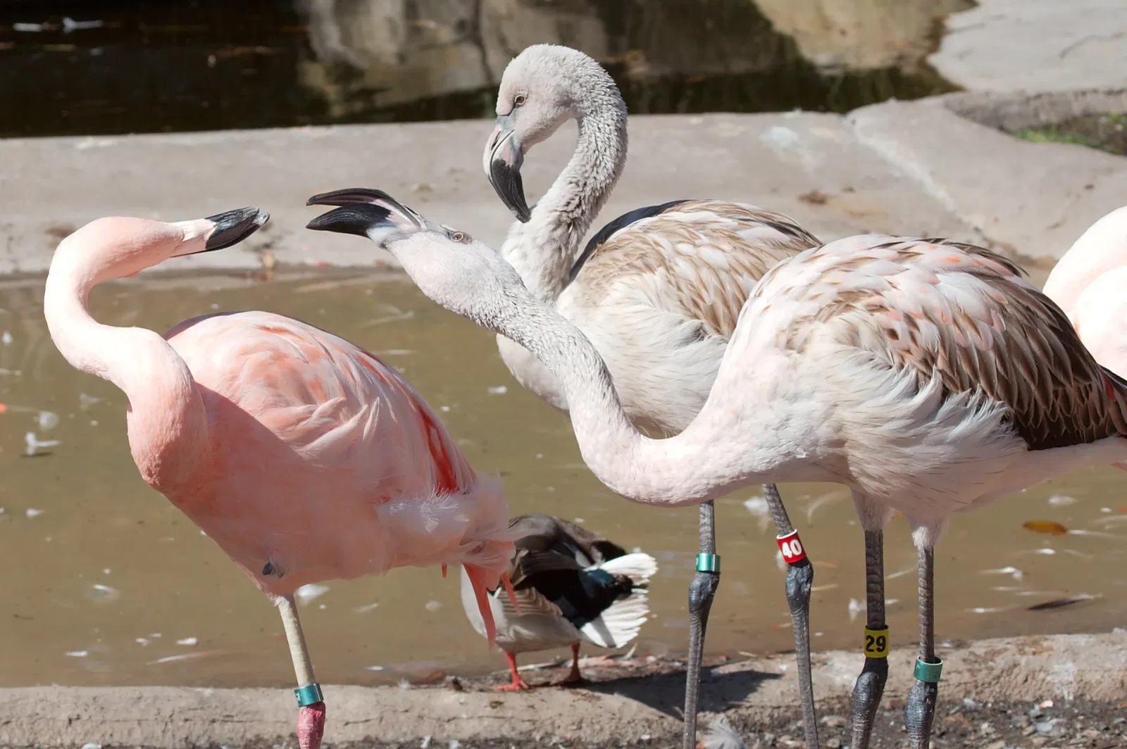 Zoológico de Santa Bárbara