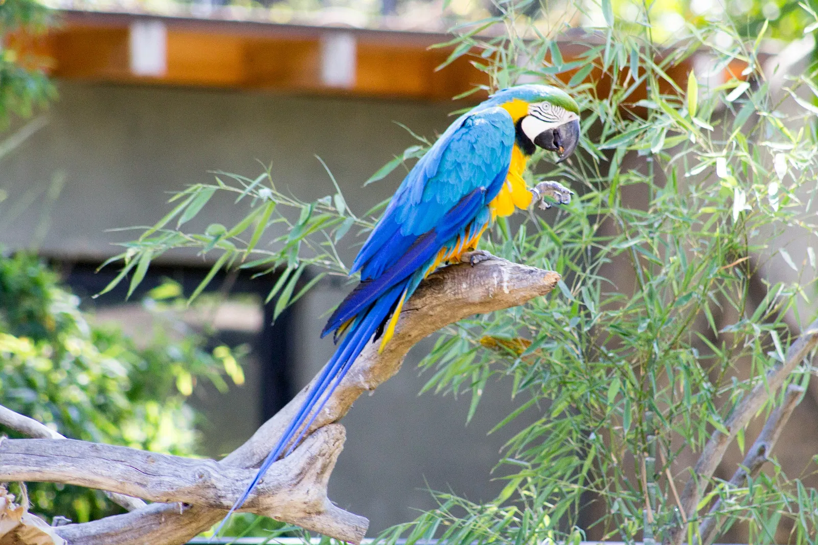 Zoológico de Santa Bárbara