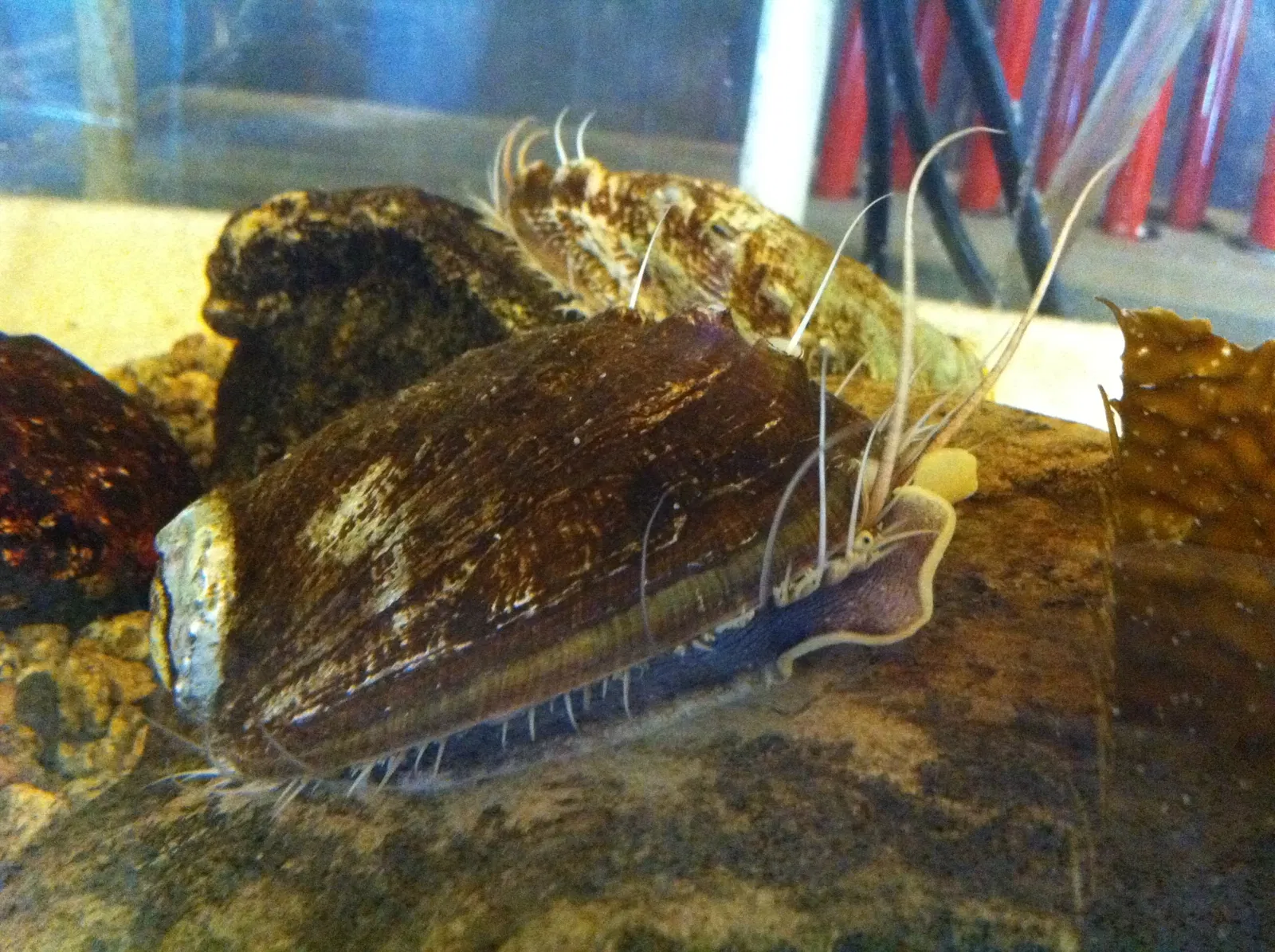 Ty Warner Sea Center