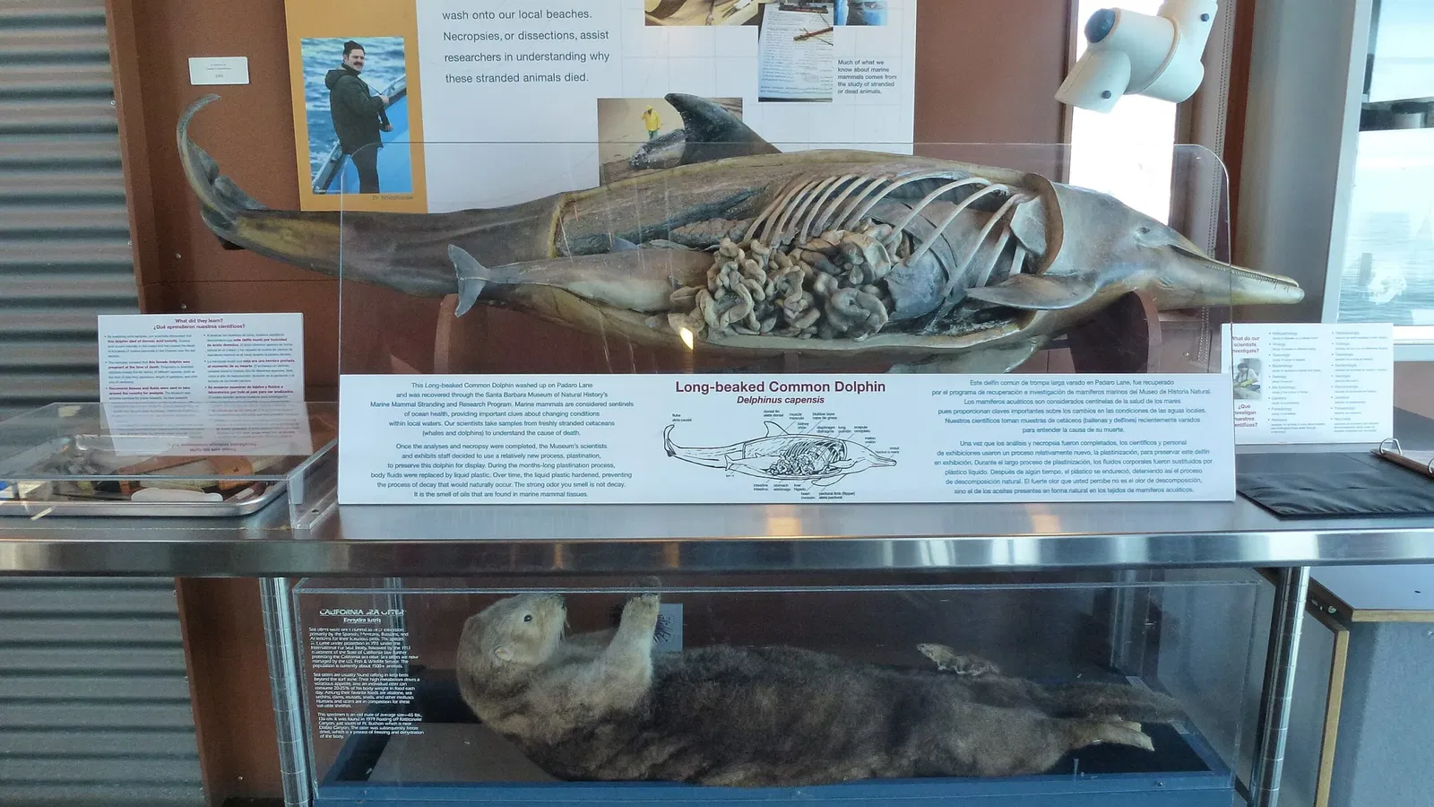 Ty Warner Sea Center