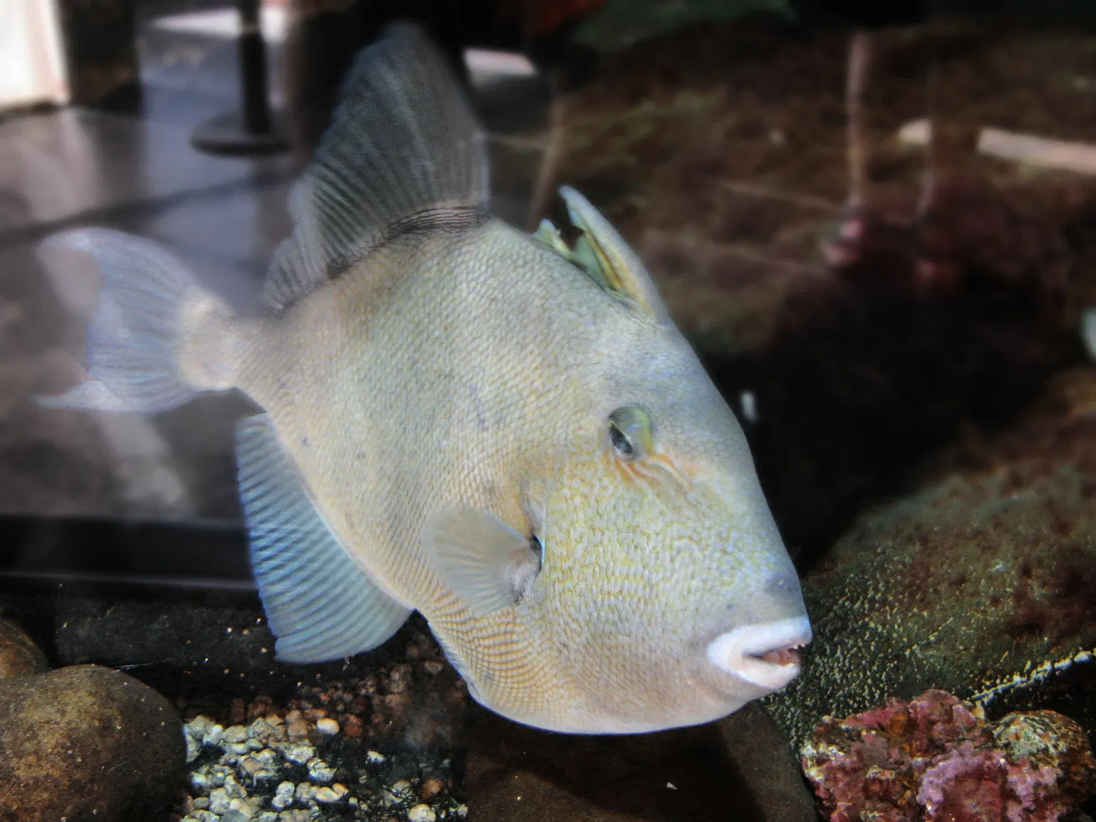 Ty Warner Sea Center