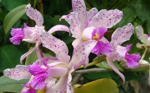 Jardim Orquidea