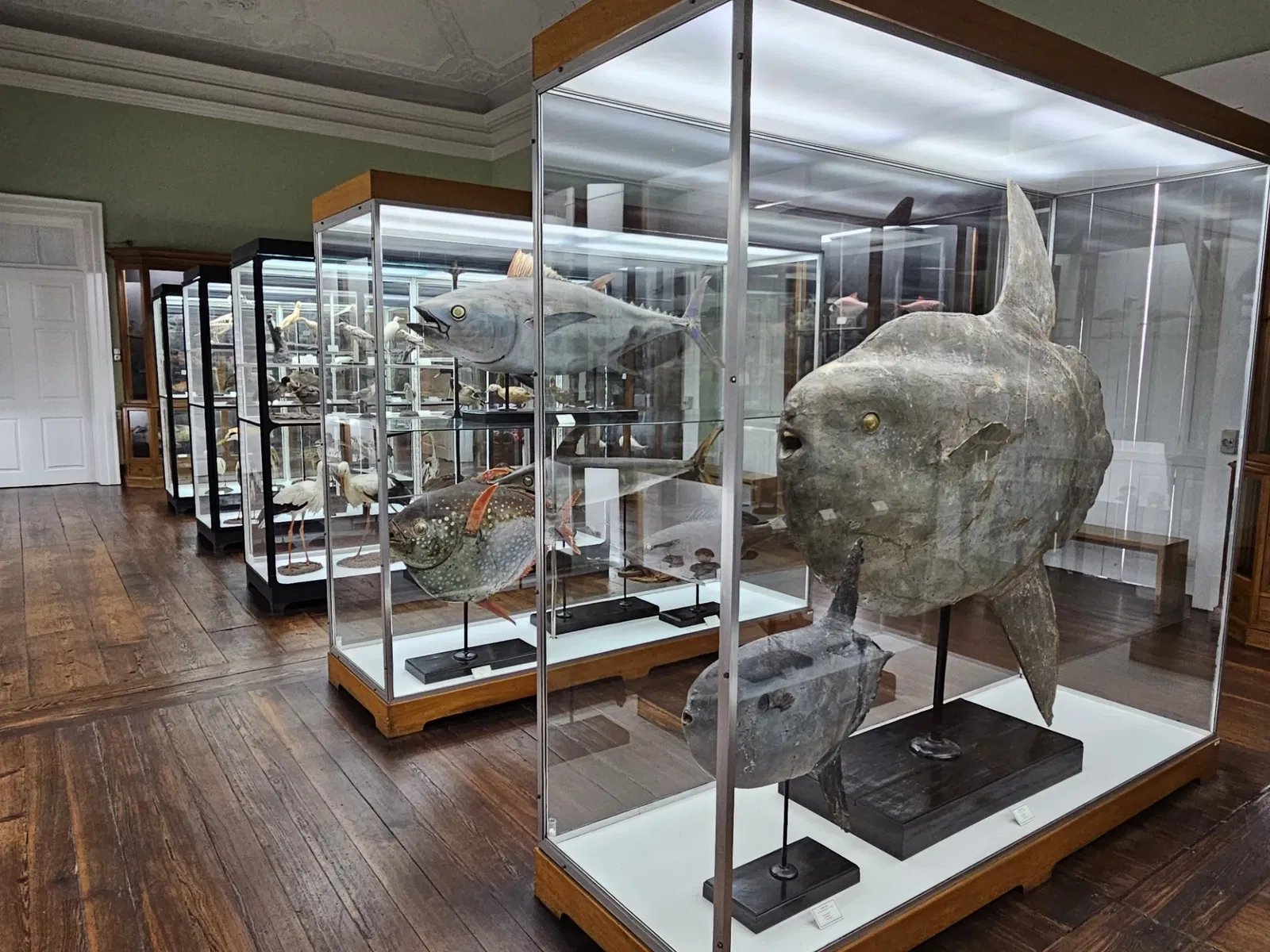 Natural History Museum