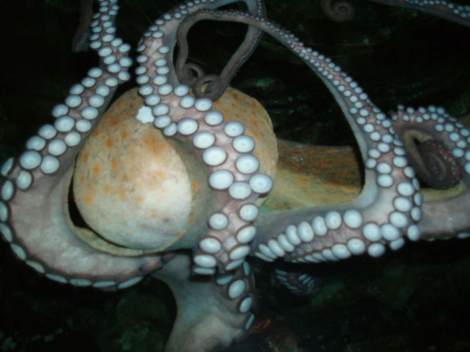 Estacao Litoral da Aguda