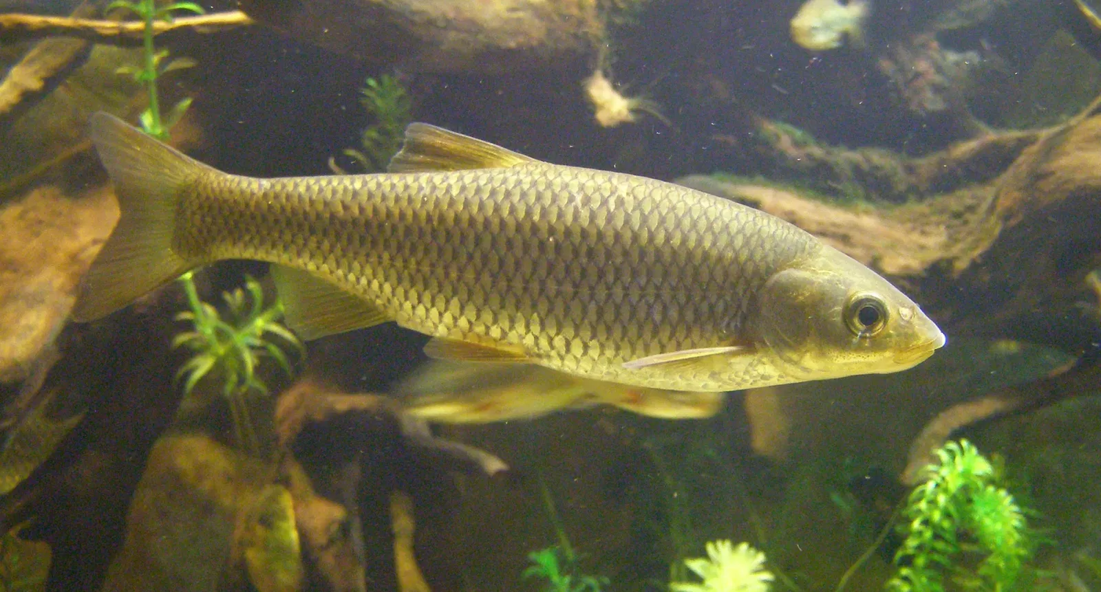 Estacao Litoral da Aguda