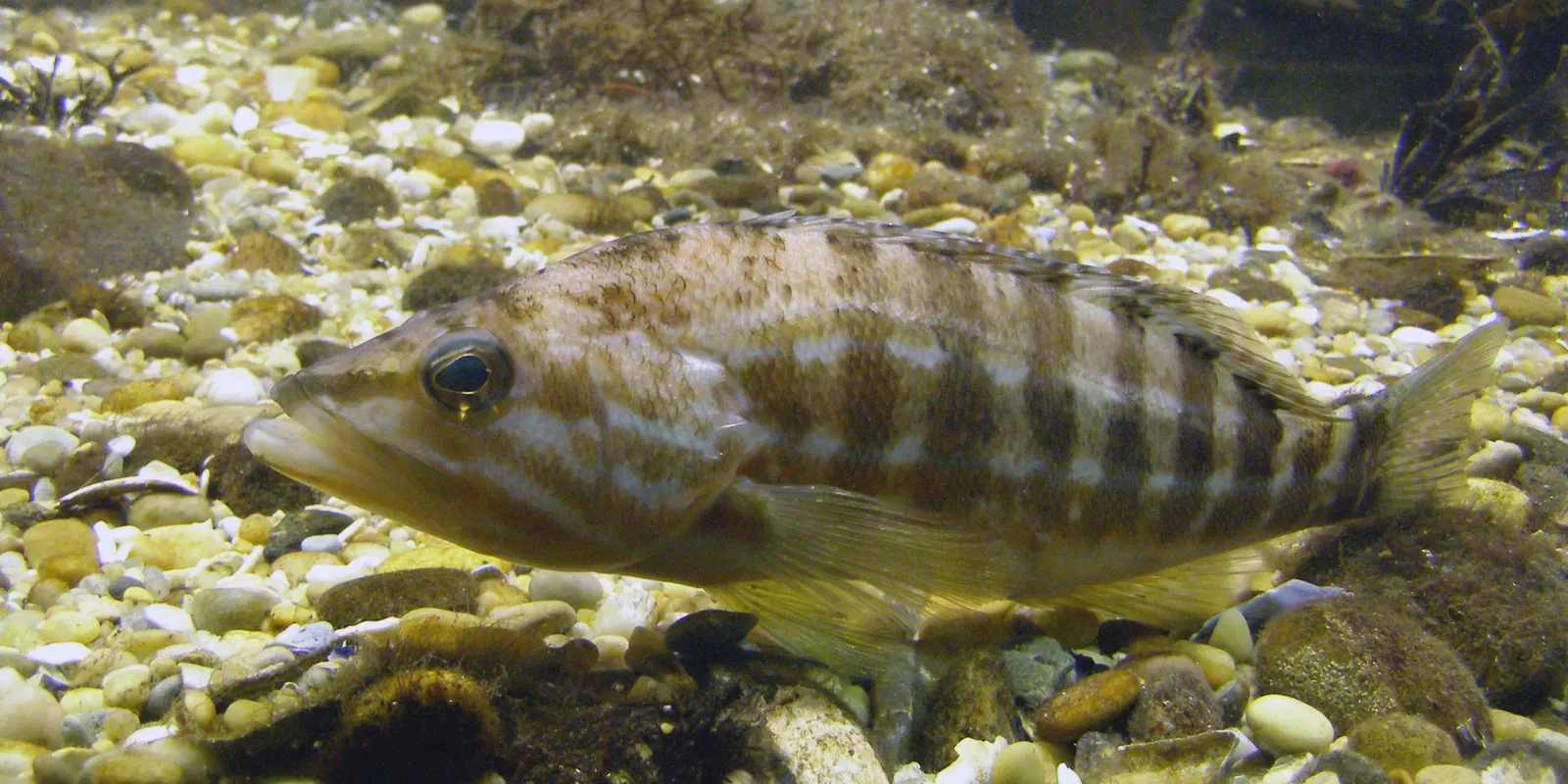 Estacao Litoral da Aguda