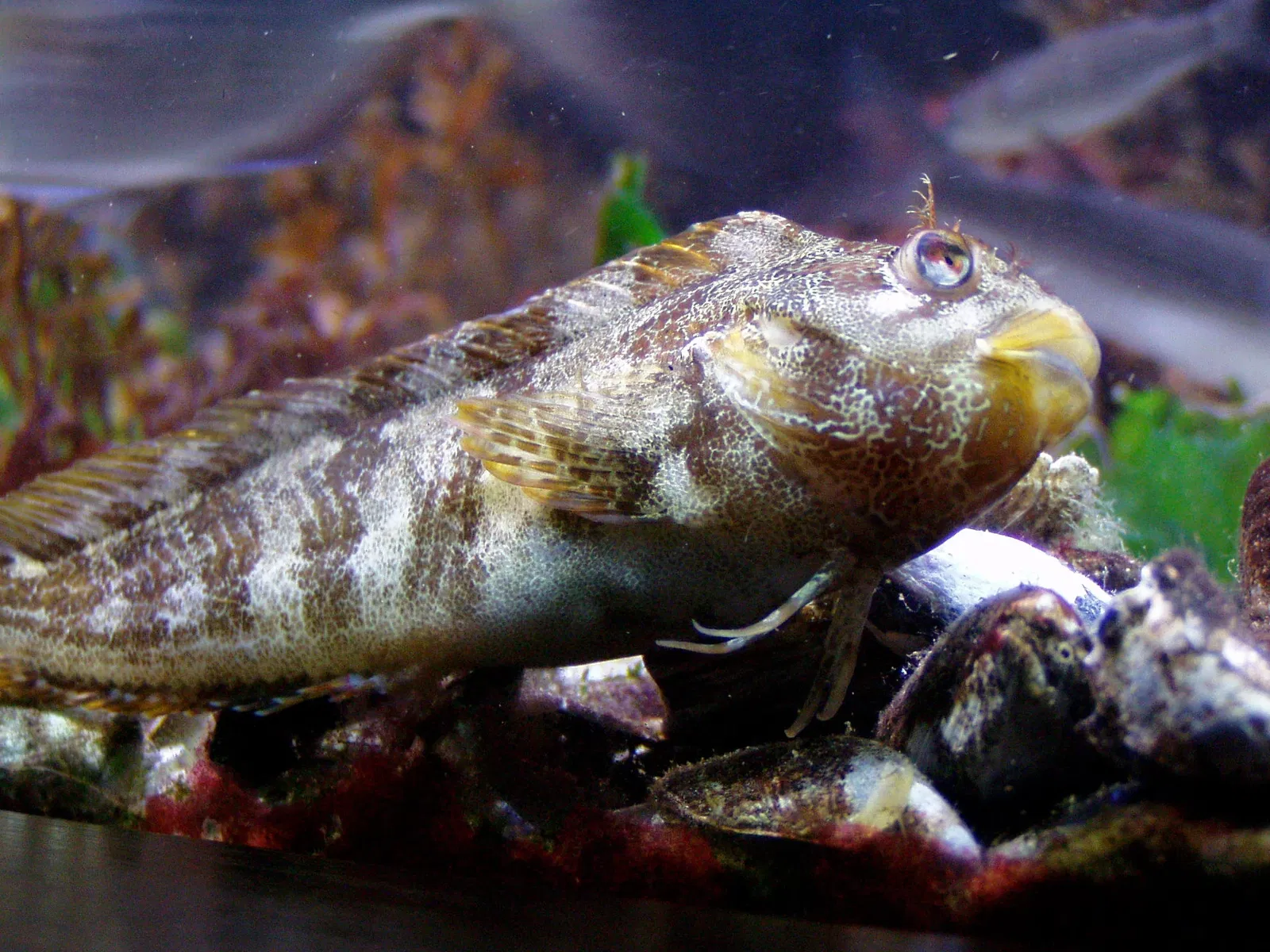 Estacao Litoral da Aguda