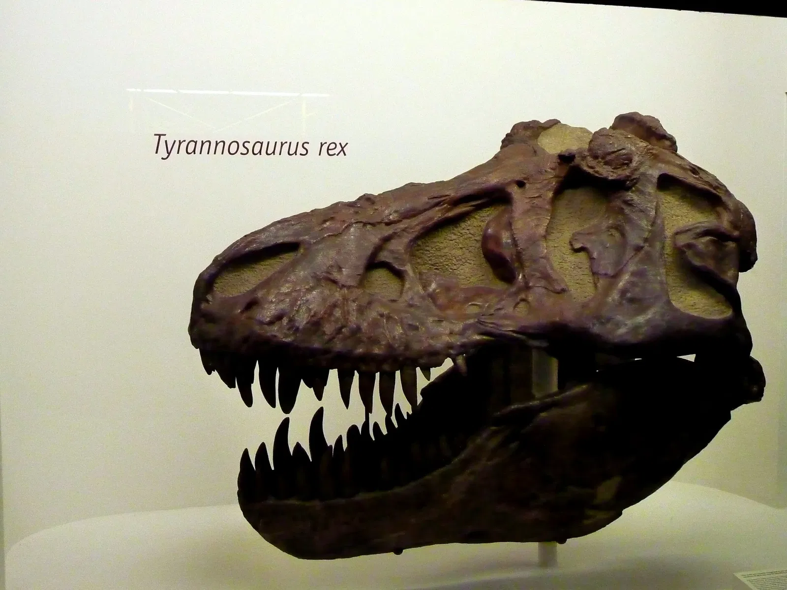 Museo Peabody de Historia Natural